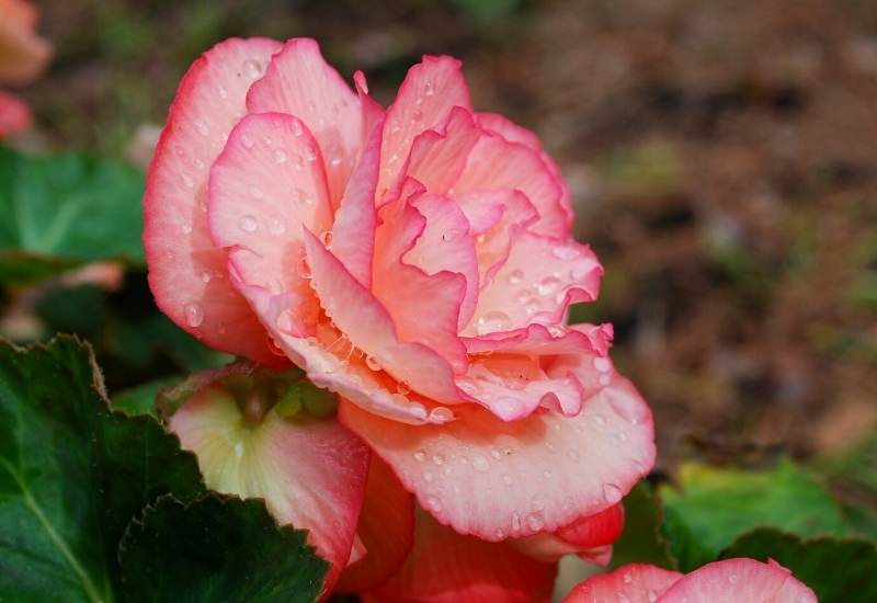 Begonia &lsquo;Picotee Lace&rsquo;