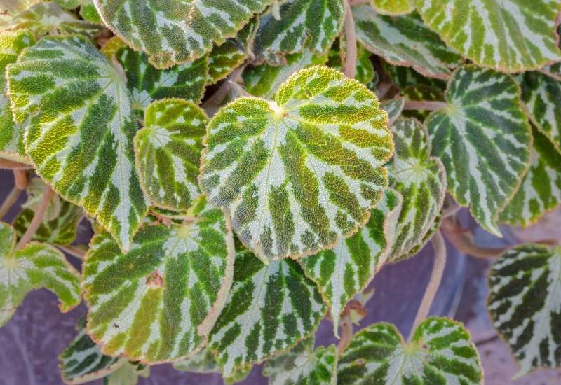 Begonia &lsquo;Silver Jewel&rsquo;