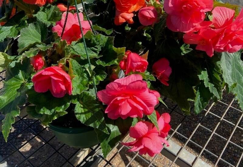 Are Begonias Deer Resistant & How To Keep Them From Eating Begonias