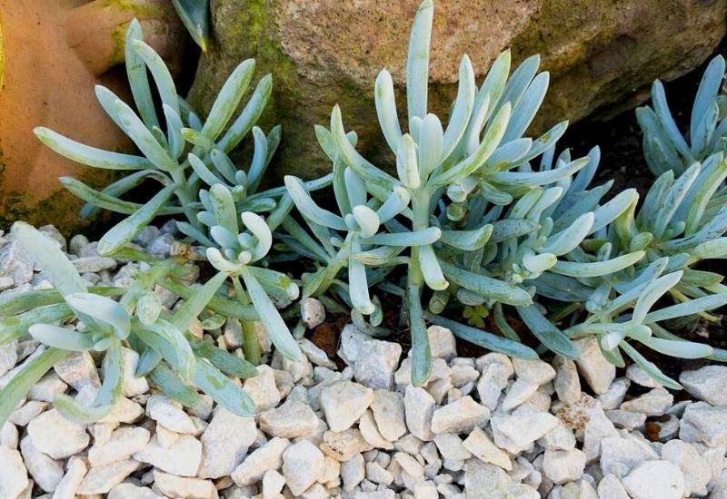 Blue Chalksticks (Senecio serpens)