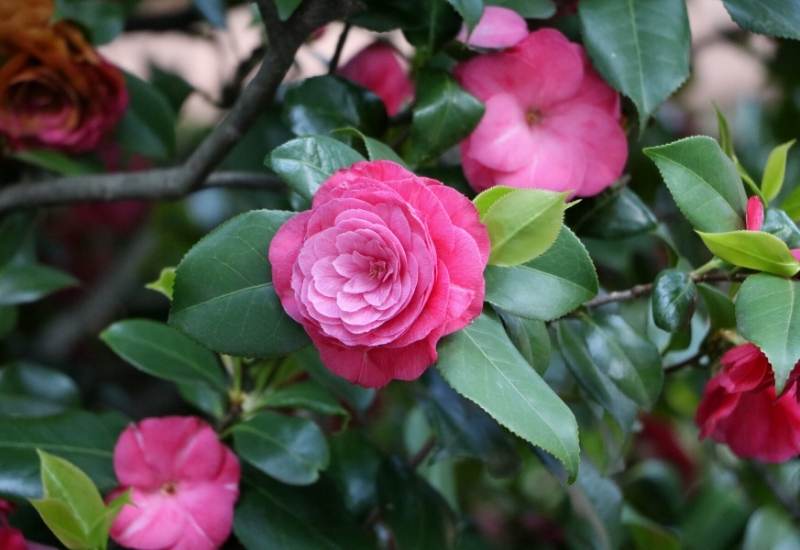 Camellia (Camellia spp.)