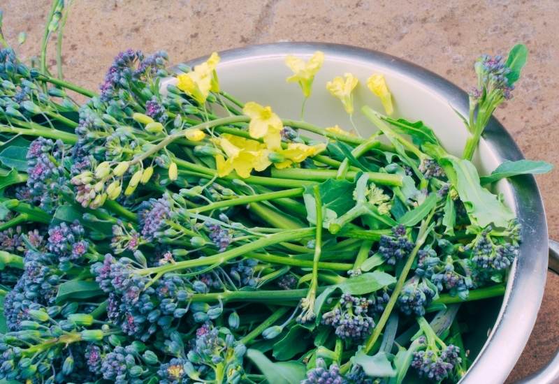 Can You Still Eat Broccoli When It Starts To Flower?
