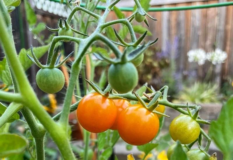 Choose An Early-Maturing Tomato Variety