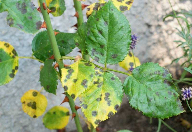 Rose Leaf Spot and How to Treat It