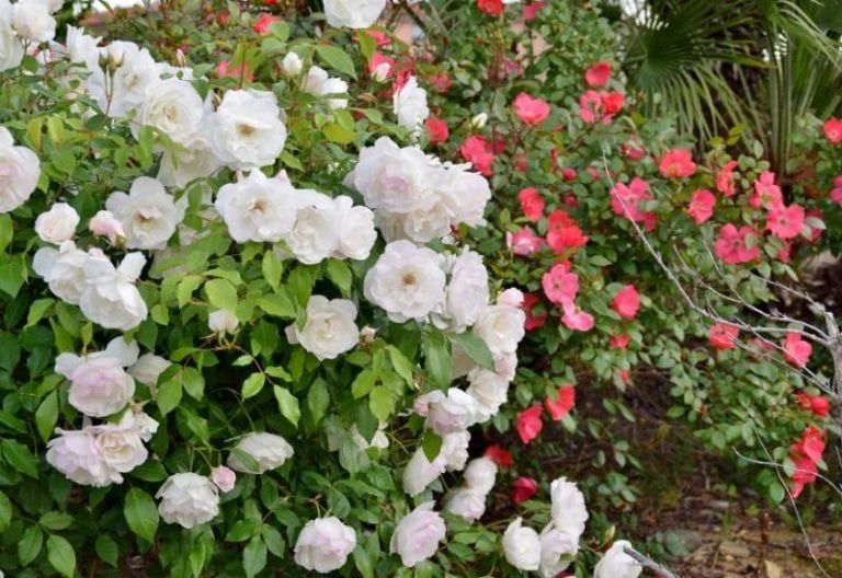 Are Coffee Grounds Good For Roses? (Yes, But Don’t Toss That Joe!)