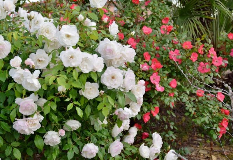 Are Coffee Grounds Good for Roses