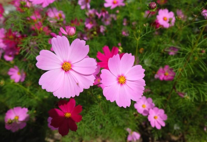 Cosmos (Cosmps bipinnatus)