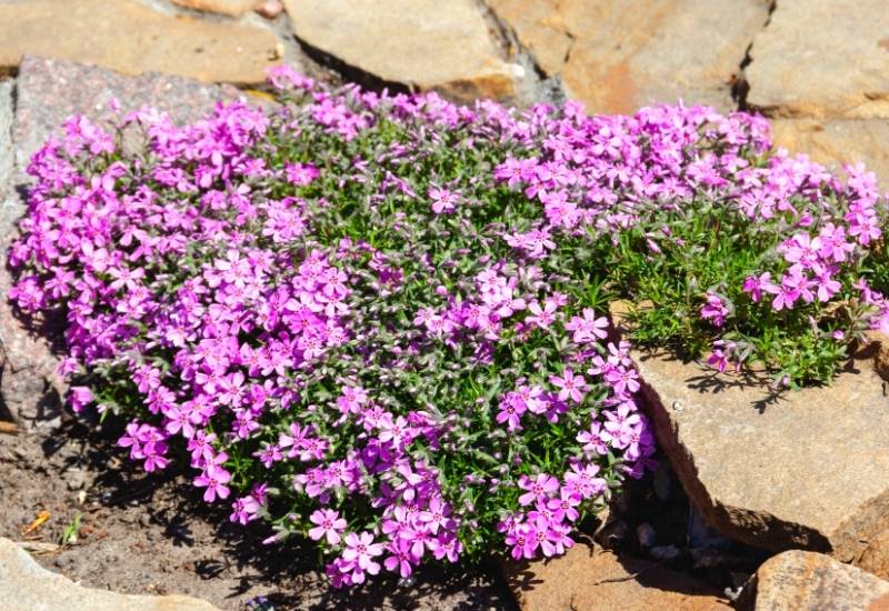 Carpathian Bellflower