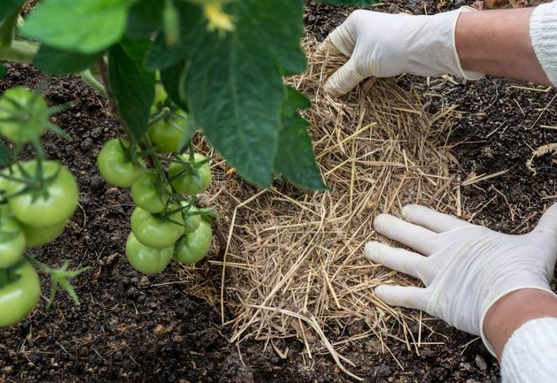 Don’t Apply Organic Mulch Too Early