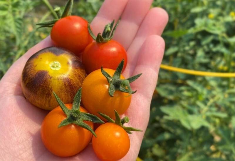 Enjoying Your Early Tomato Harvest