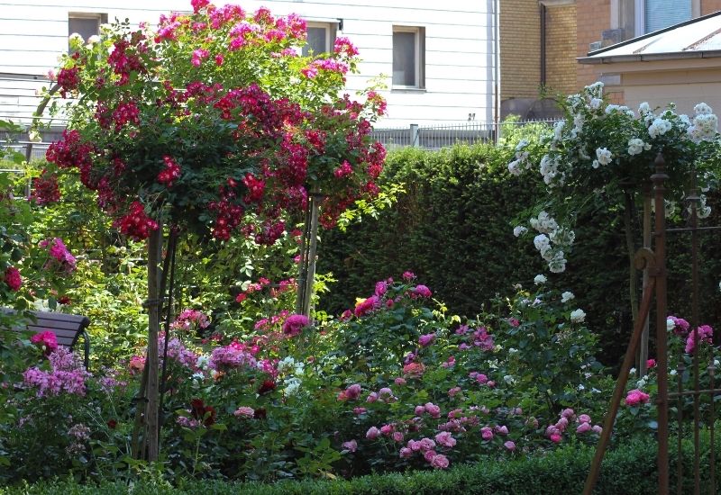 Extra Care For Roses In Shady Places