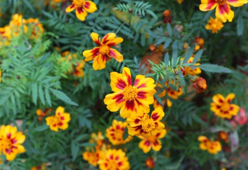 French Marigold (Tagetes patula)