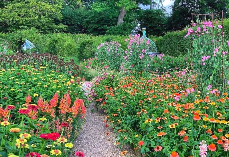 Full Sun Annuals That Bloom All Summer