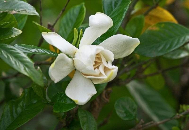 15 Acid Loving Plants And Flowers That Will Flourish in Acidic Soil 1