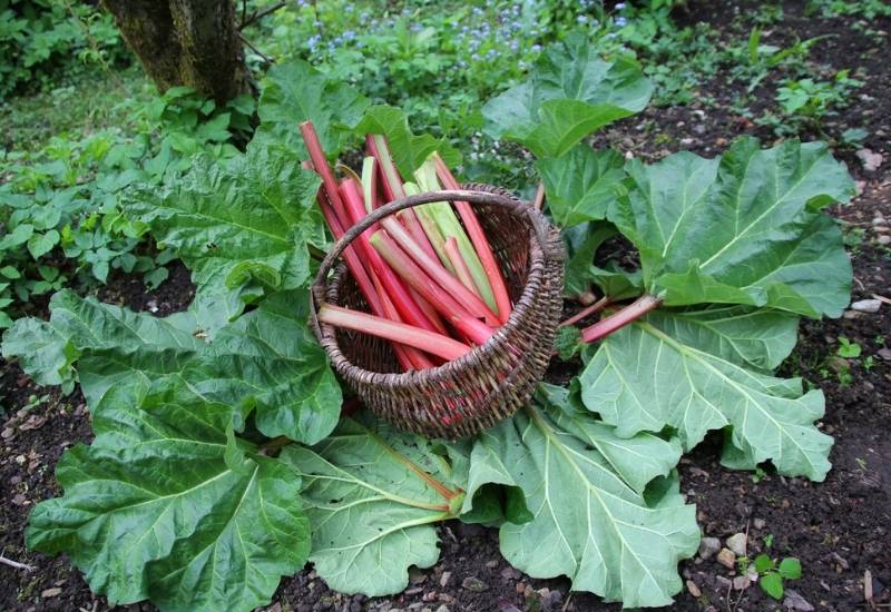 What Parts Of Rhubarb Can I Eat?