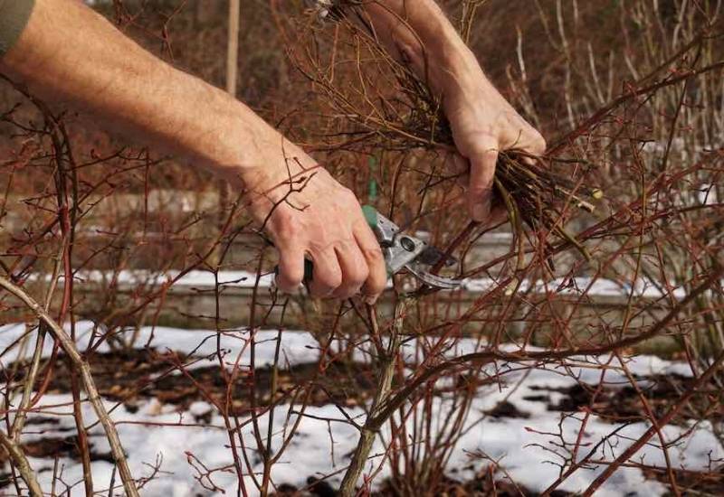 A Home Gardener&rsquo;s Guide To Pruning Blueberries