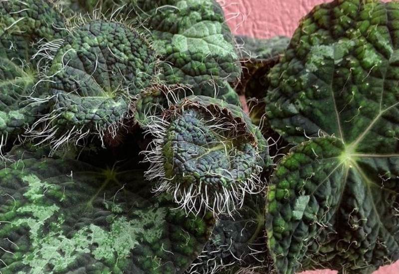 Hairy Begonias