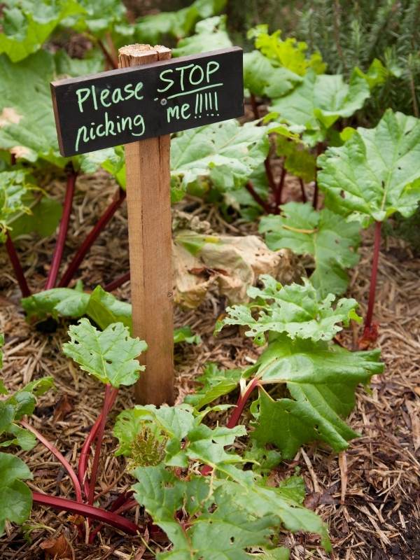 Harvest Rhubarb In Its First Season