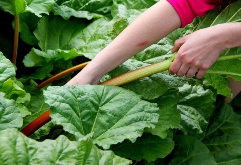 Harvesting Rhubarb: How and When to Pick your Rhubarb Stalks