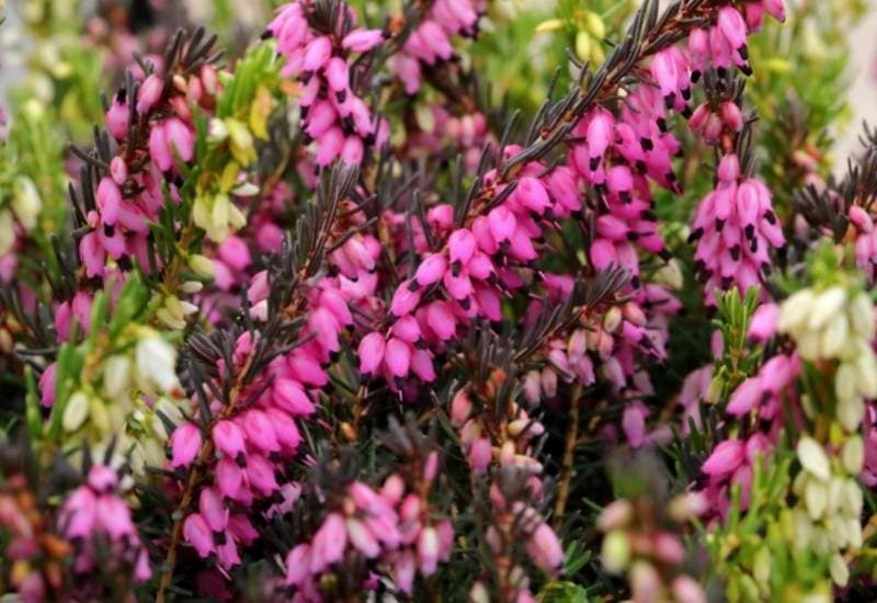 15 Acid Loving Plants And Flowers That Will Flourish In Acidic Soil