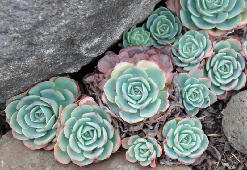 Hens and Chicks (Sempervivum spp.)