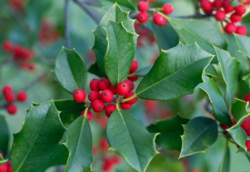 Holly (Ilex spp.)
