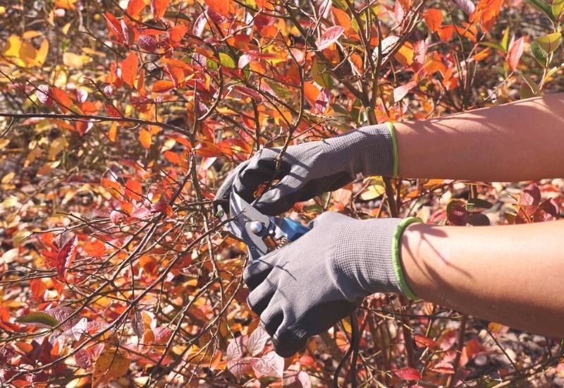 A Home Gardener’s Guide To Pruning Blueberries