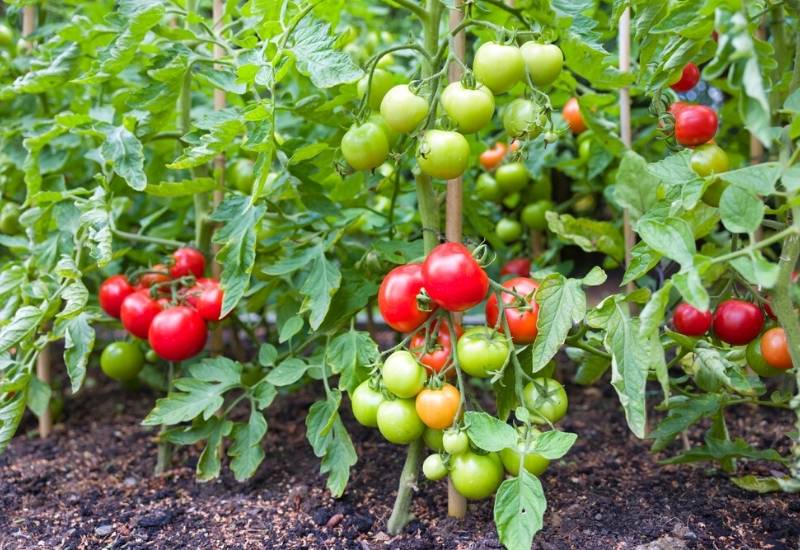 How Long Do Tomatoes Take To Grow?