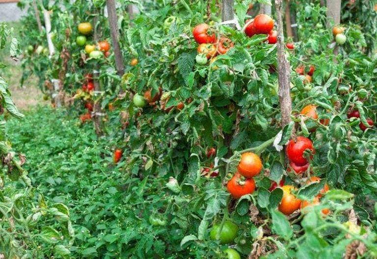 Slow Growth in Tomatoes? Here’s How To Make A Tomato Plants Grow Faster