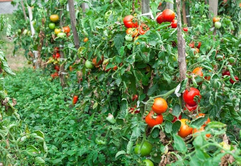 How To Make A Tomato Plants Grow Faster