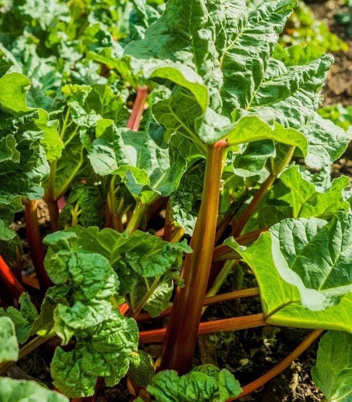 How To Tell If Rhubarb Is Ready To Pick?