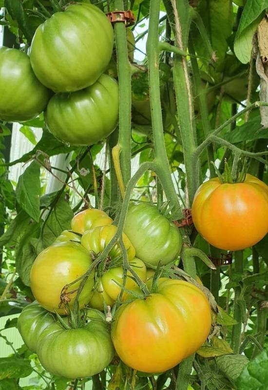 How to Care for Brandywine Tomatoes