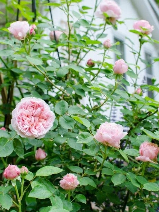 Climbing Roses How To Plant, Train & Prune Your Climbing Rose