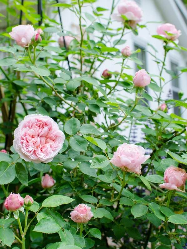 How to Choose a Climbing Rose to Plant