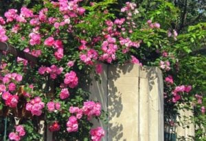 Climbing Roses: Secrets Of Planting, Growing, Pruning And Training Your Climbing Rose 8