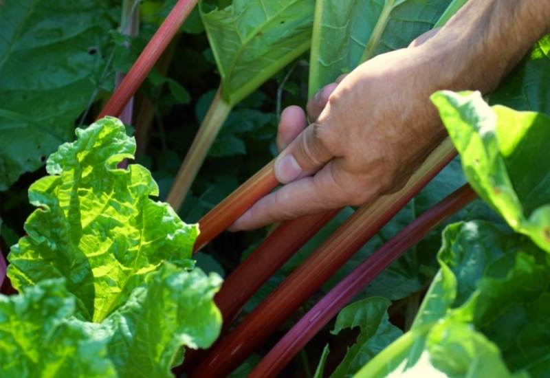How to Harvest Rhubarb the Right Way