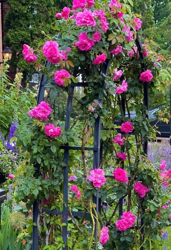 How to Shape Your Climbing Rose