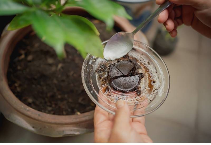 You can feed your roses with coffee grounds when you water them. This is a simple solution with some advantages: