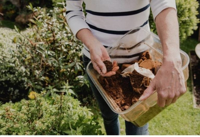 Do Roses like Coffee Grounds? (Yes, If You Use Them Effectively)