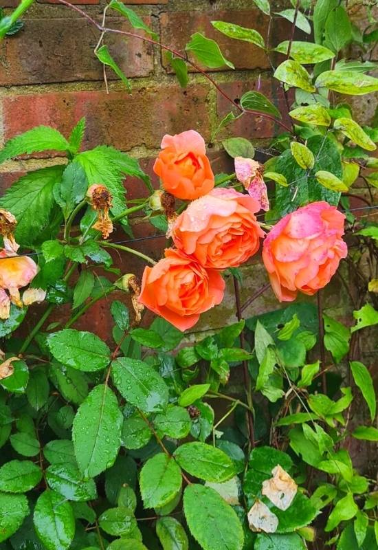 How to Water Climbing Roses