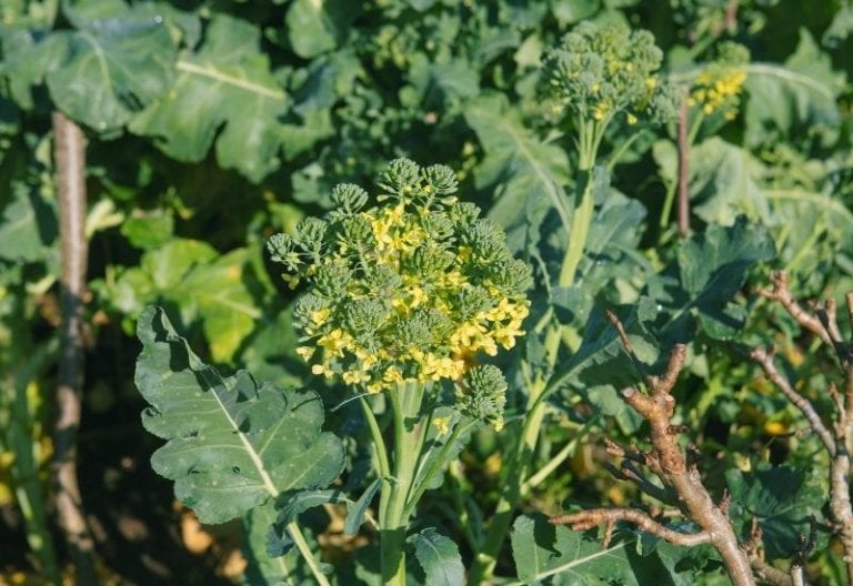 Is Your Broccoli Bolting? Here’s How To Prevent Broccoli Flowers From Appearing Prematurely
