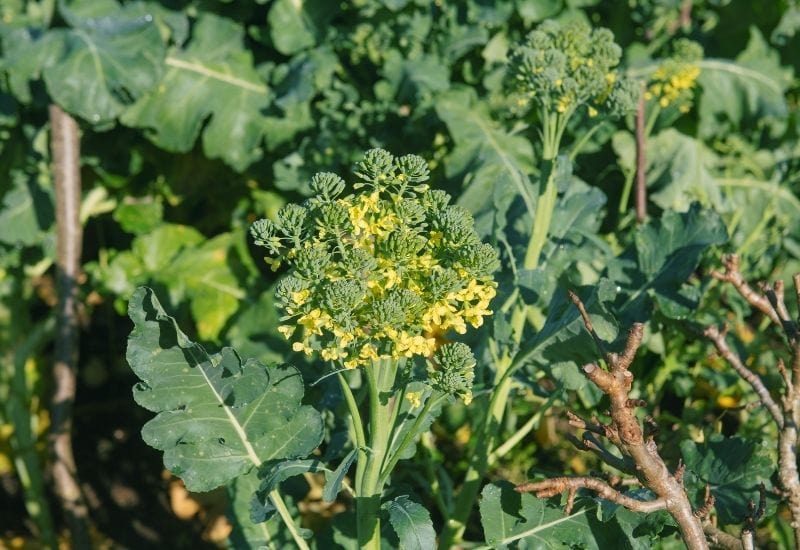 Is Your Broccoli Bolting Here’s How To Prevent Broccoli Flowers From Appearing Prematurely