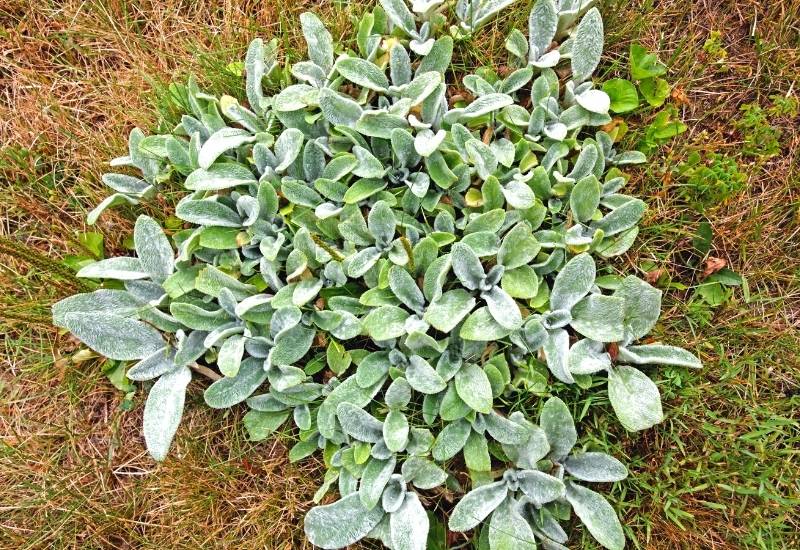 Lamb’s Ears (Stachys byzantina)
