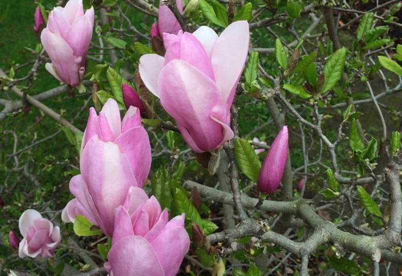 Magnolia (Magnolia spp.) 