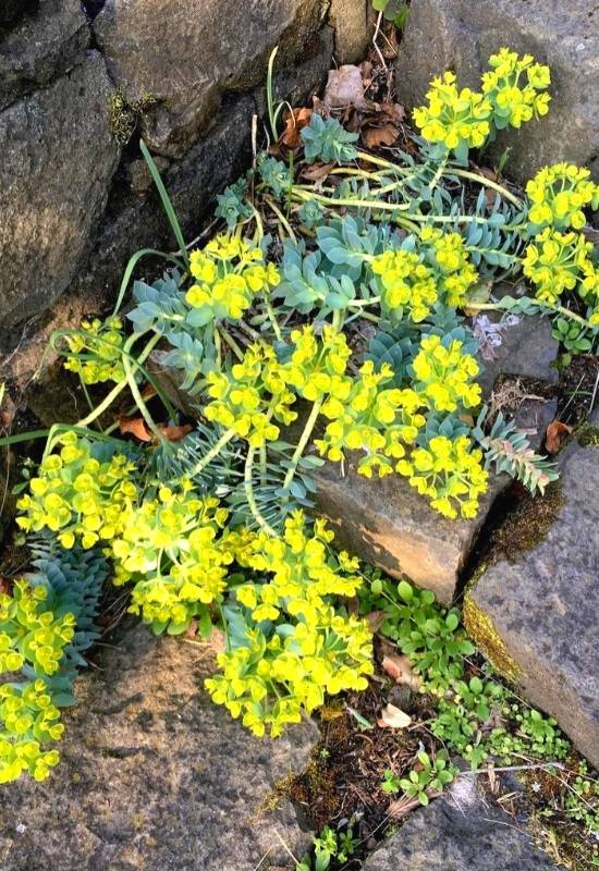 Myrtle Spurge (Euphorbia myrsinites)