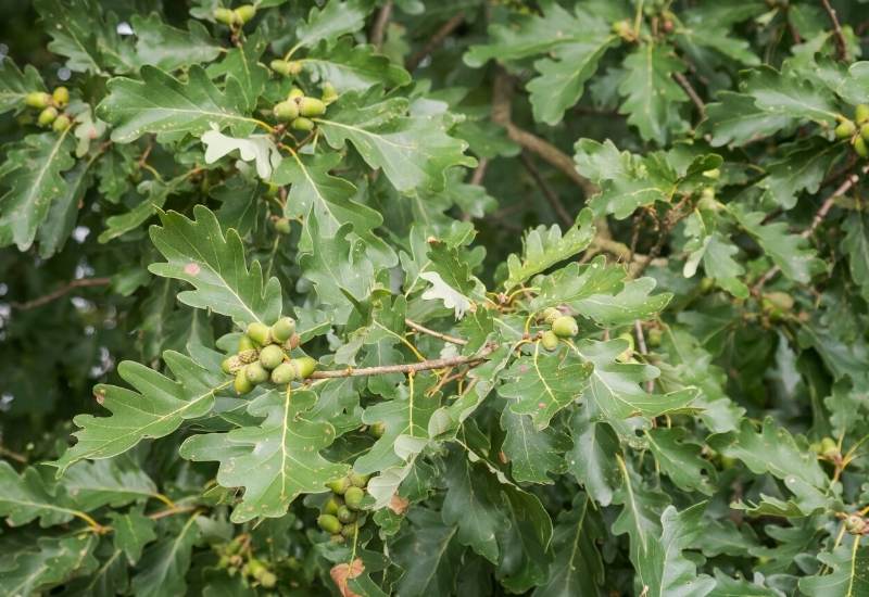 Oak (Quercus spp.)