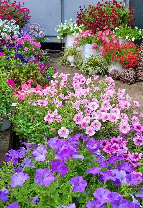 Petunia (Petunia spp.)