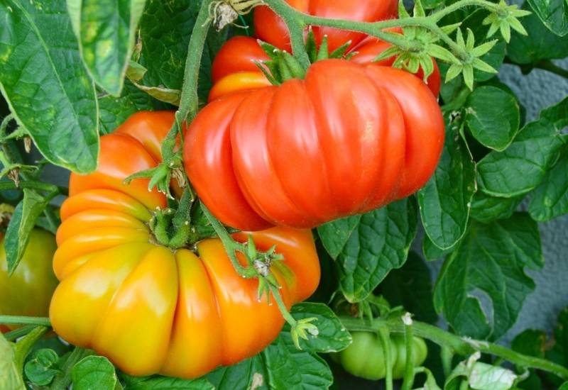 Physical Characteristics of Brandywine Tomatoes 