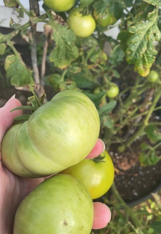 Picking Unripe Tomatoes