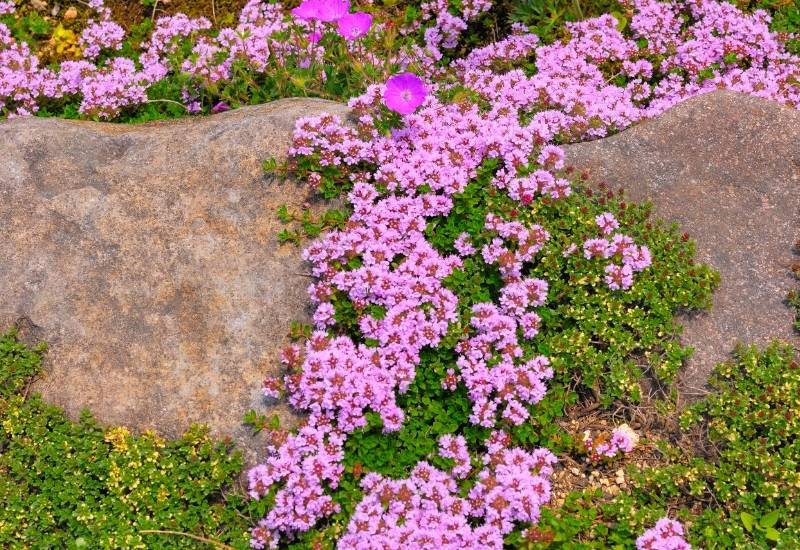 Types of Rock Garden